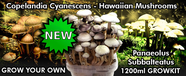 buy copelandia hawaiian mushroom grow kit