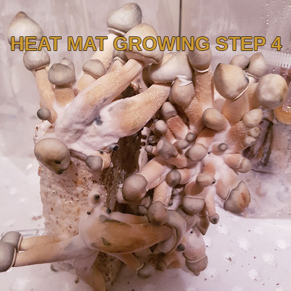 heat mat growguide step 4 freshmushrooms mycelium grow kits