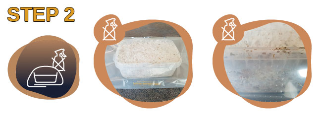 growguide step 2 freshmushrooms mycelium grow kits