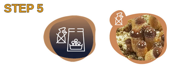 growguide step 5 freshmushrooms mycelium grow kits