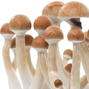 growguide step 1 freshmushrooms mycelium grow kits