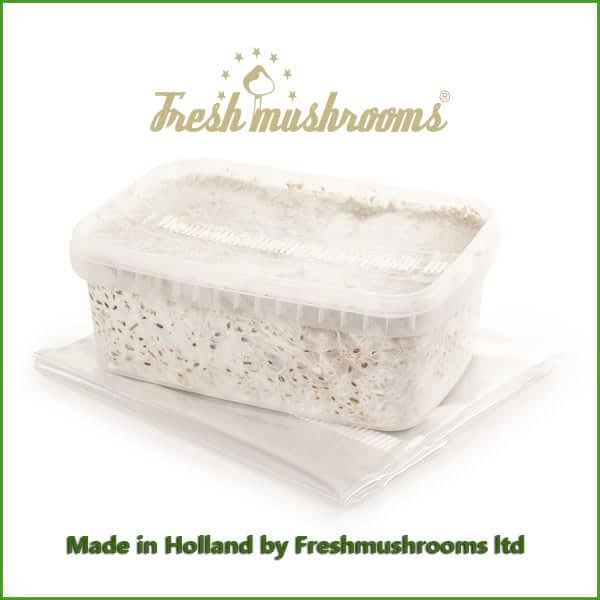 Albino A grow kit freshmushrooms mycelium 1200ml