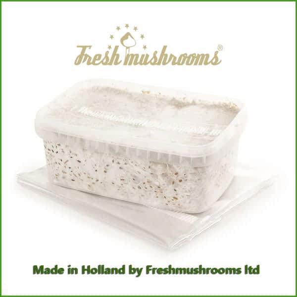 Ecuador 1200ml Grow Kit Freshmushrooms