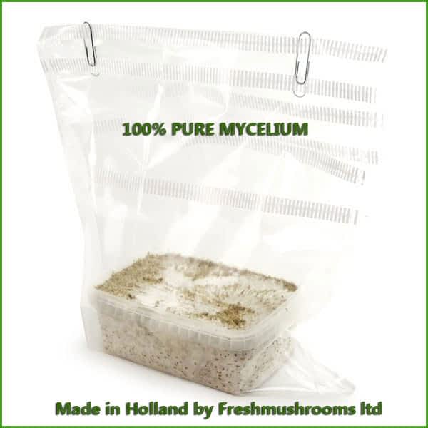 Albino A kweekset 1200ml mycelium freshmushrooms