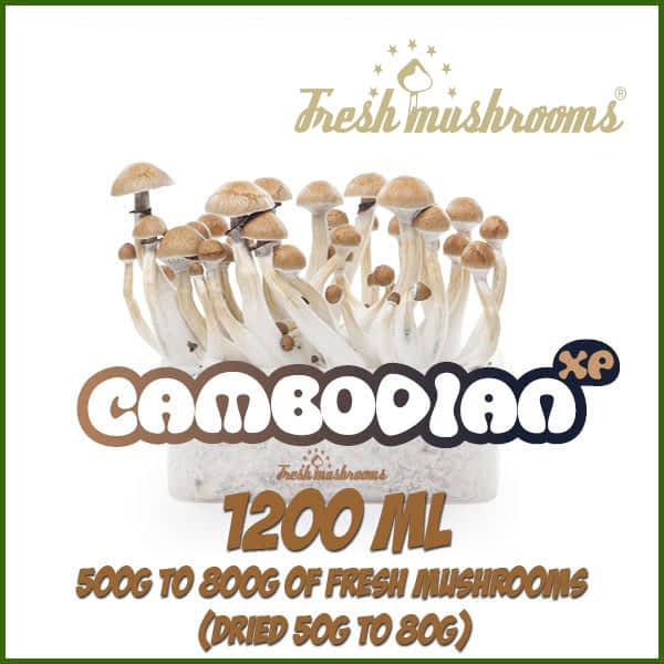 Cambodian 1200ml Grow Kit Freshmushrooms mycelium