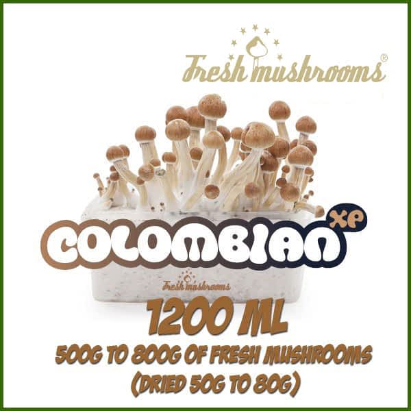 Colombian 1200ml Grow Kit Freshmushrooms
