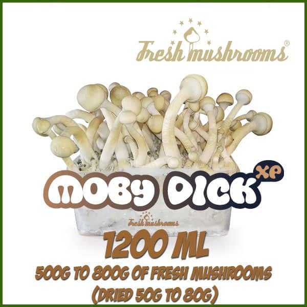 Moby Dick 1200ml Grow Kit Freshmushrooms