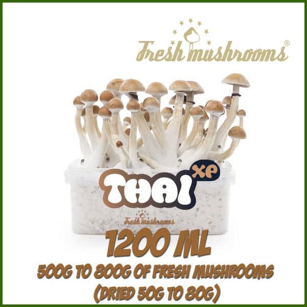 Thai 1200ml Grow Kit Freshmushrooms