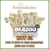 Albino A 1200ml growkit freshmushrooms