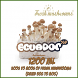 Ecuador 1200ml Grow Kit Freshmushrooms